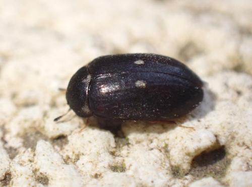 Réf. 285 080 : Attagenus pellio